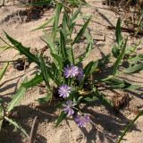 Lactuca tatarica. Цветущее растение. Архангельская обл., Приморский р-н, берег Никольского рукава в дельте р. Сев. Двина. 4 августа 2010 г.