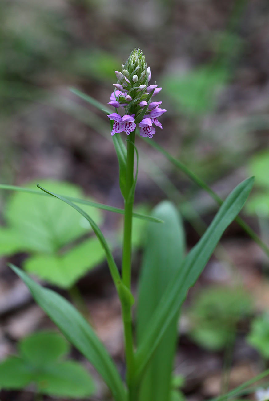 Image of Dactylorhiza fuchsii specimen.