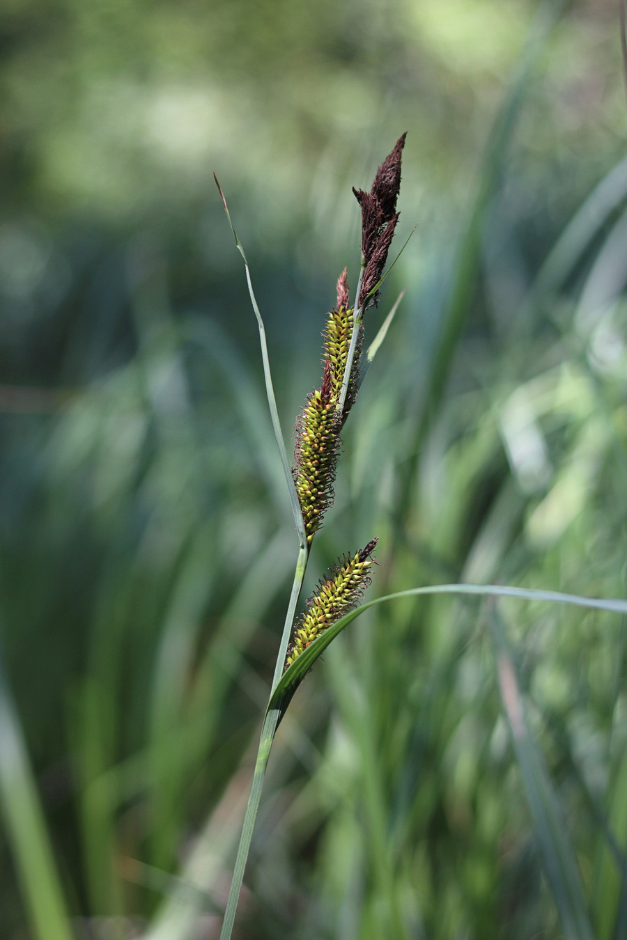 Изображение особи Carex riparia.