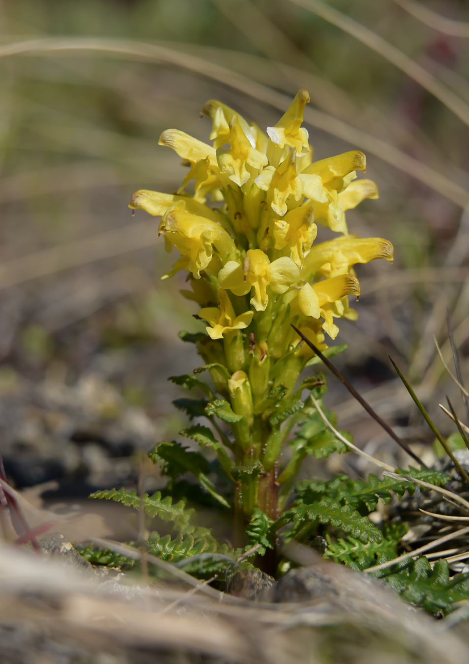 Изображение особи Pedicularis oederi.