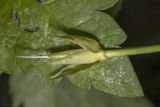 Calystegia sepium