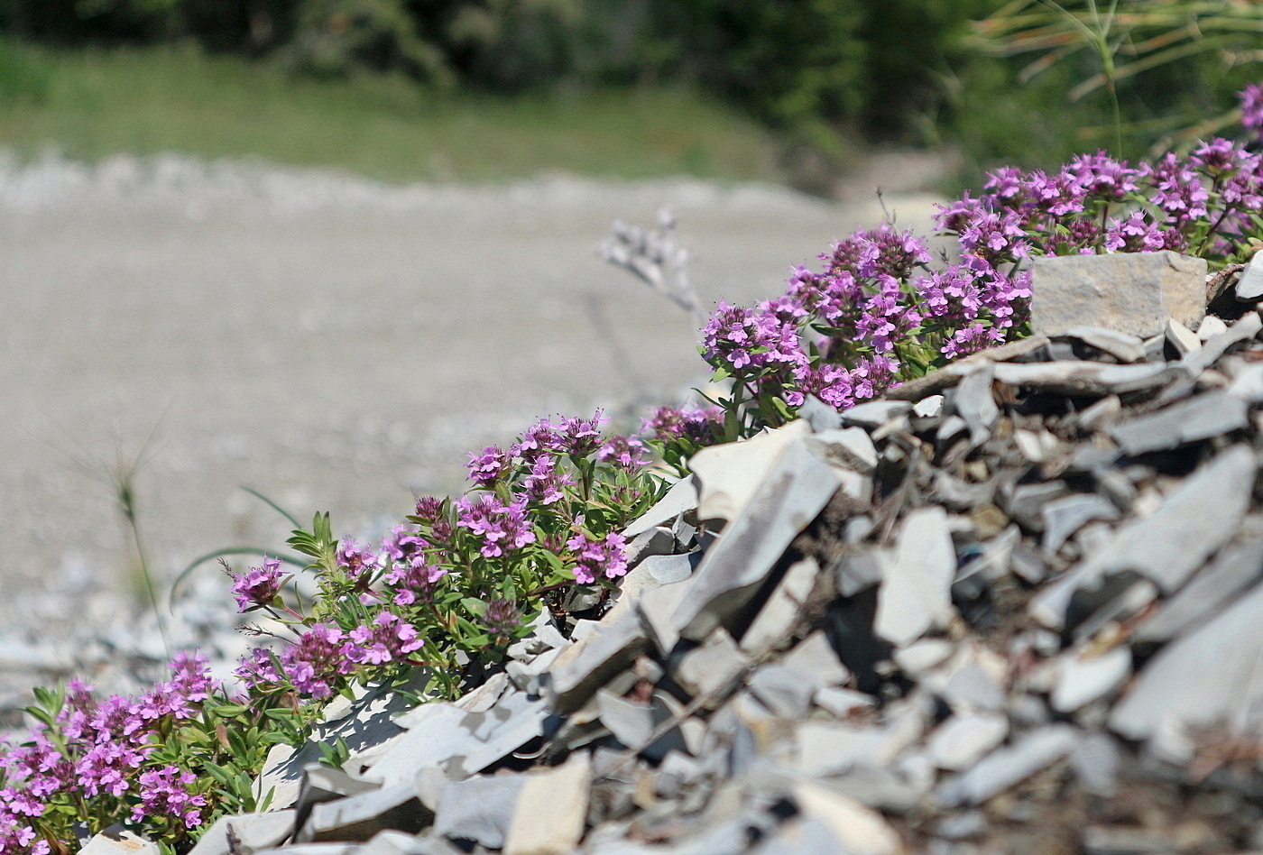 Изображение особи Thymus elenevskyi.