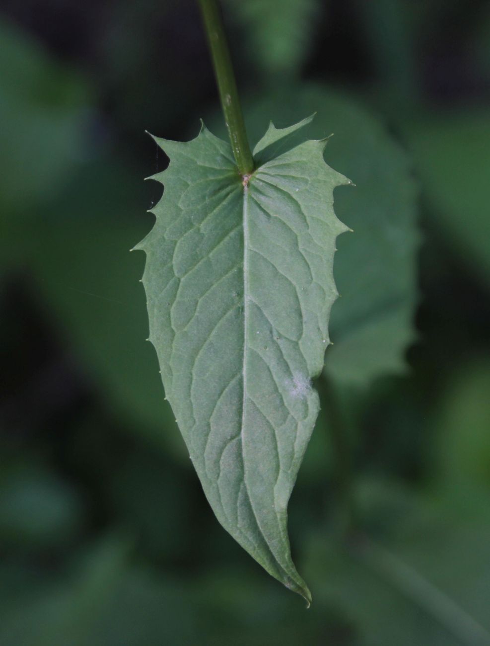 Image of Crepis paludosa specimen.