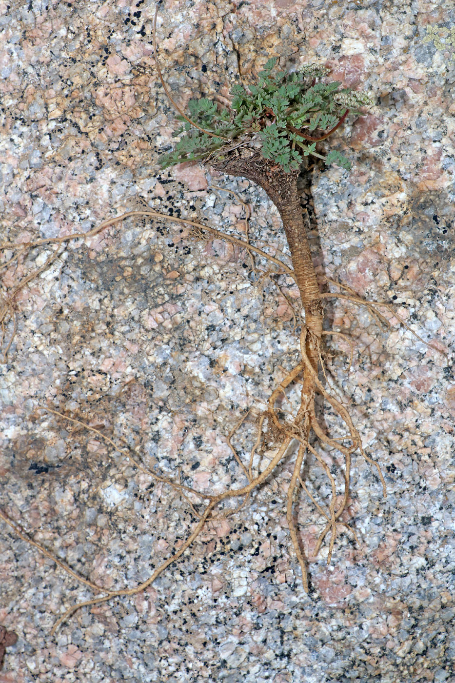 Image of Lomatocarpa alata specimen.