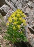 Ferula tadshikorum