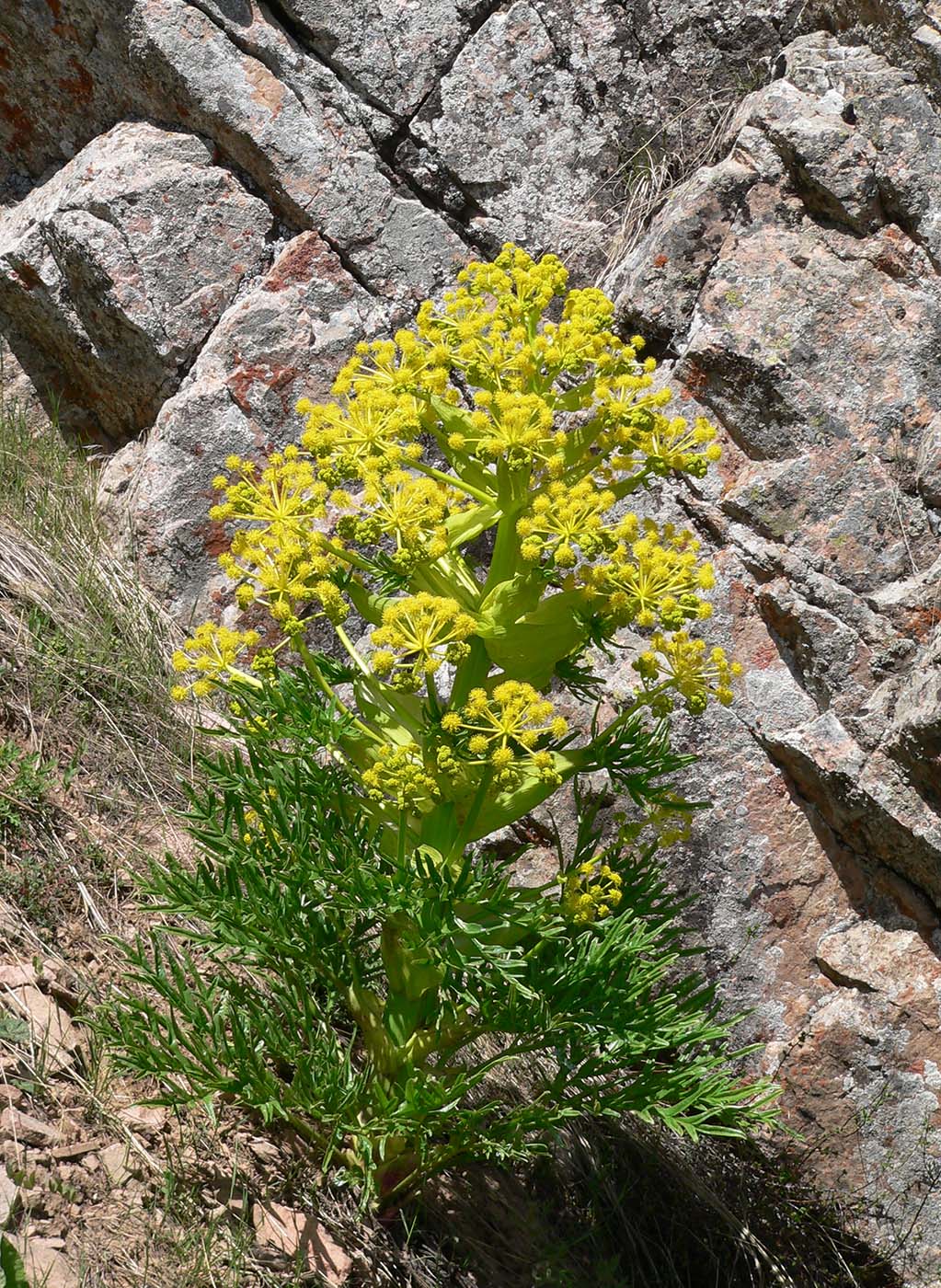 Image of Ferula tadshikorum specimen.