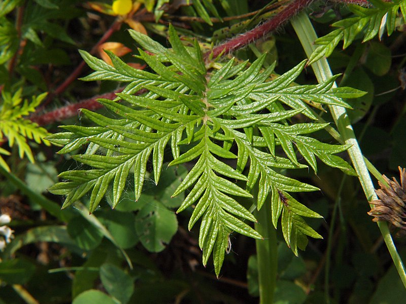 Изображение особи Potentilla chinensis.