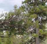 Pinus sibirica. Ветвь. Республика Алтай, Усть-Коксинский р-н, урочище Шумы, берег реки Мульта. 28 июля 2020 г.