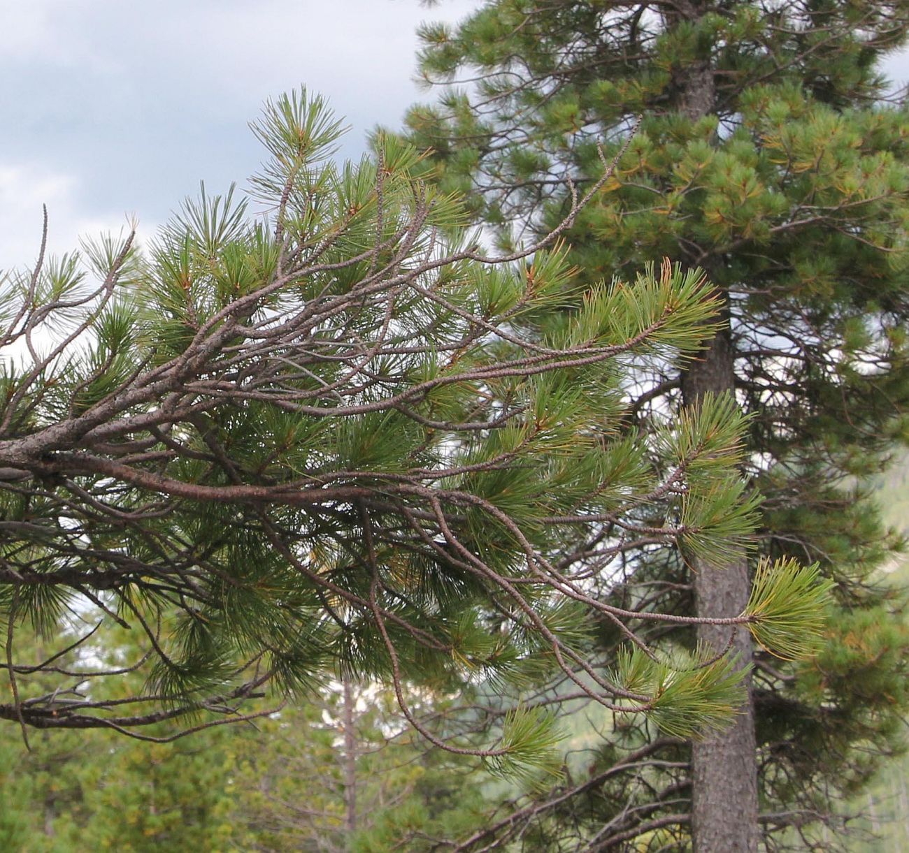 Изображение особи Pinus sibirica.