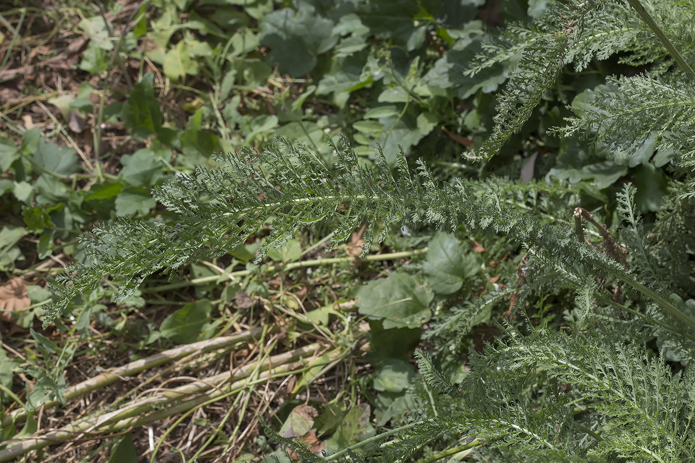 Image of Achillea millefolium specimen.