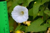 Calystegia sepium