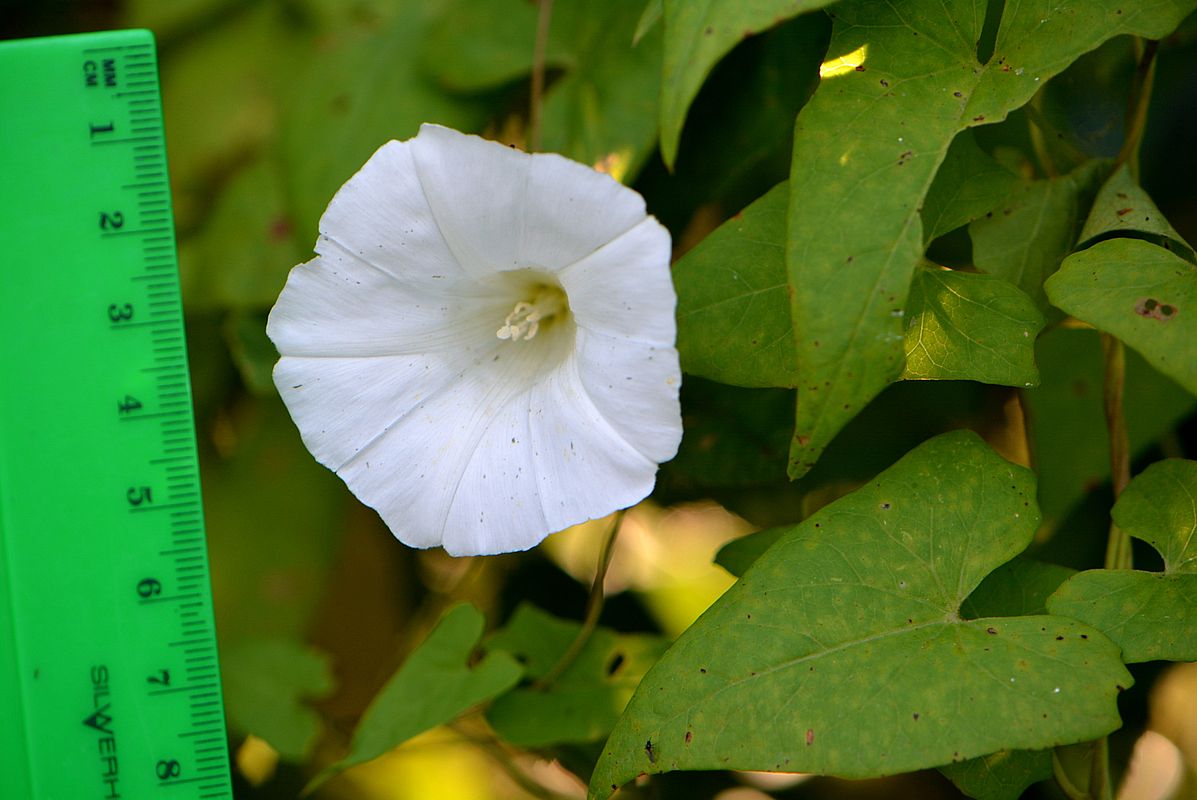 Изображение особи Calystegia sepium.