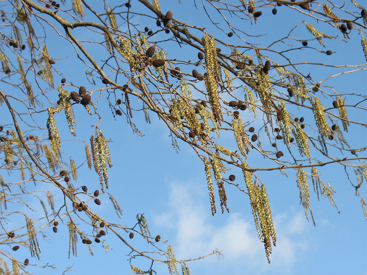 Image of Alnus × spaethii specimen.