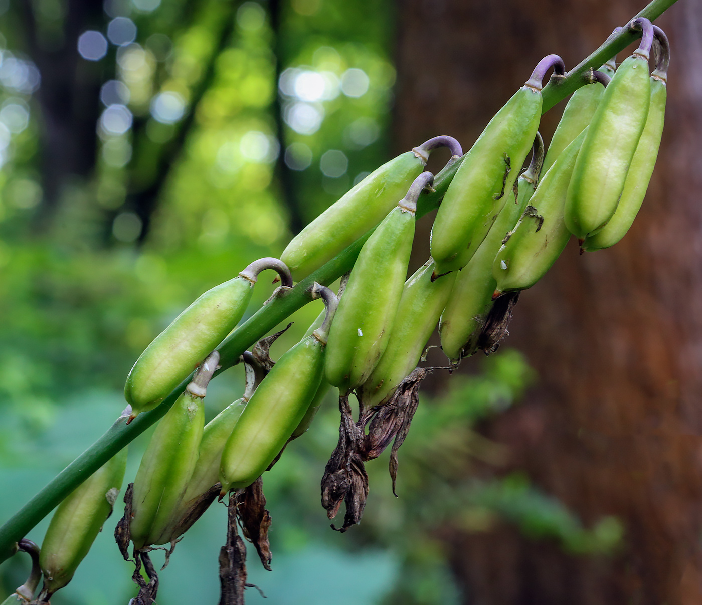 Изображение особи род Hosta.