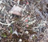род Cladonia. Талломы с апотециями. Тверская обл., Весьегонский р-н, бывшая свалка опилок на сфагновом болоте, земляной вал. 6 июня 2020 г.