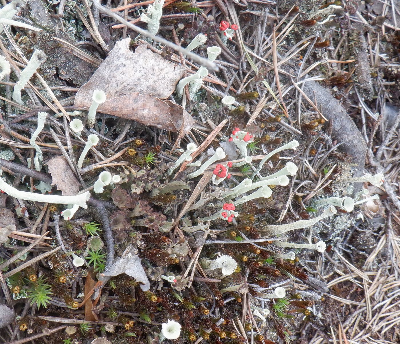 Изображение особи род Cladonia.