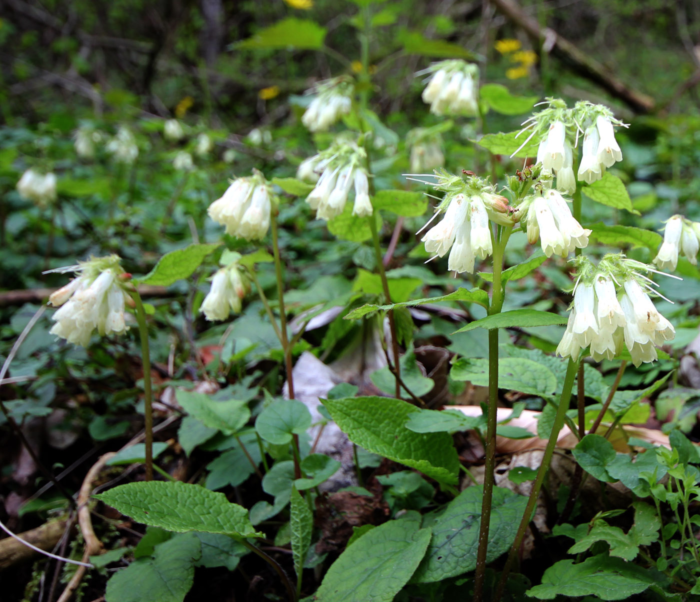 Изображение особи Symphytum tauricum.