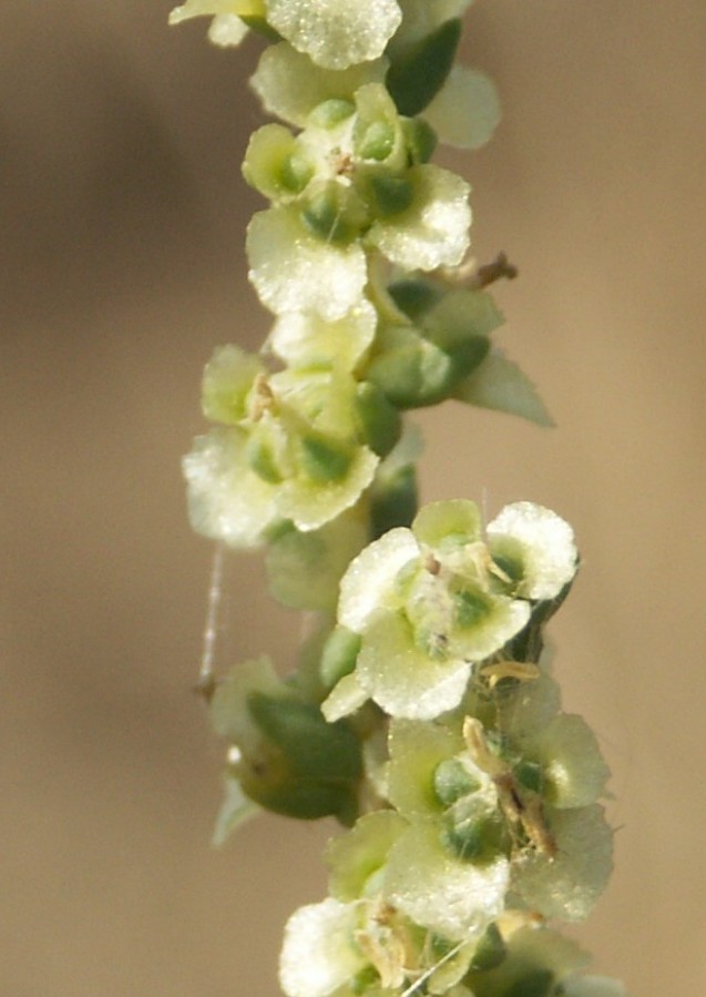 Изображение особи Salsola laricina.