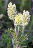 Oxytropis pilosa