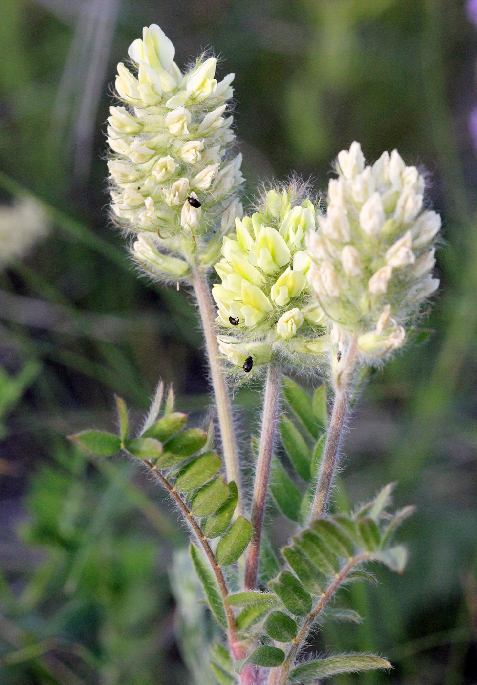 Изображение особи Oxytropis pilosa.