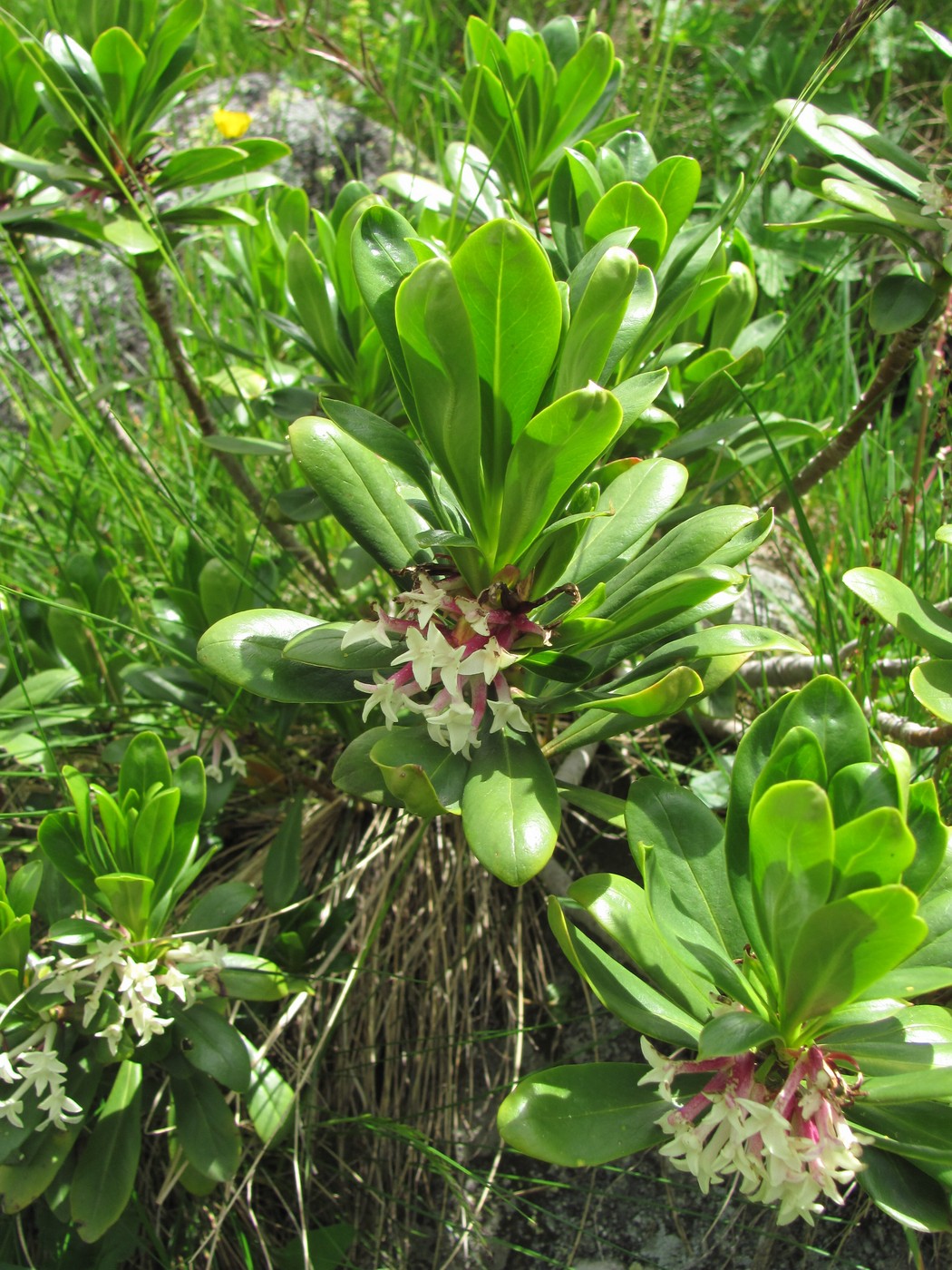 Image of Daphne glomerata specimen.