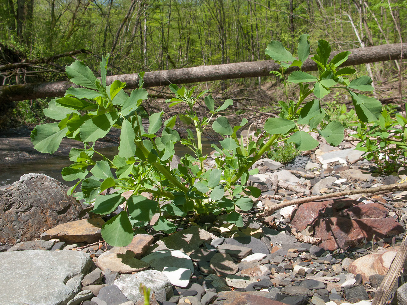 Изображение особи Melilotus officinalis.