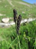 Carex transcaucasica. Верхушка побега с колосками. Кабардино-Балкария, Эльбрусский р-н, долина р. Ирикчат, ок. 2650 м н.у.м., близ р. Ирикчат. 07.07.2020.