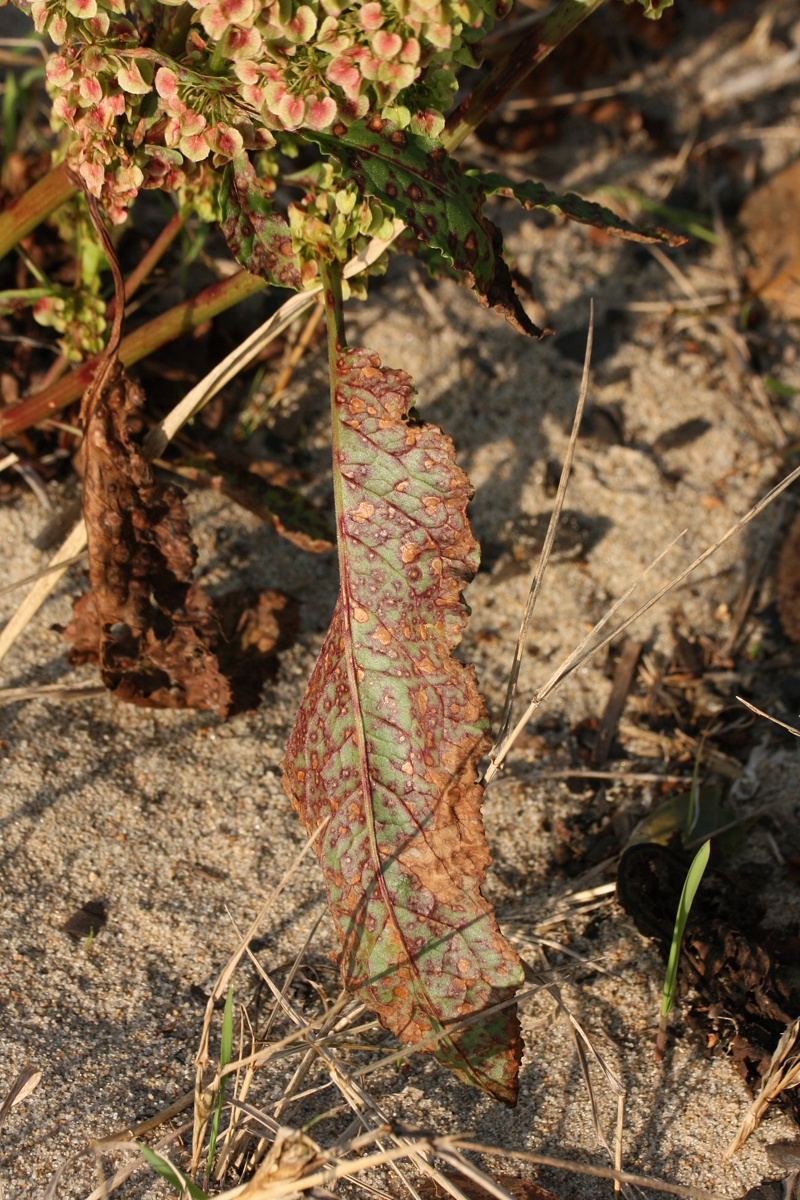 Изображение особи Rumex aquaticus.