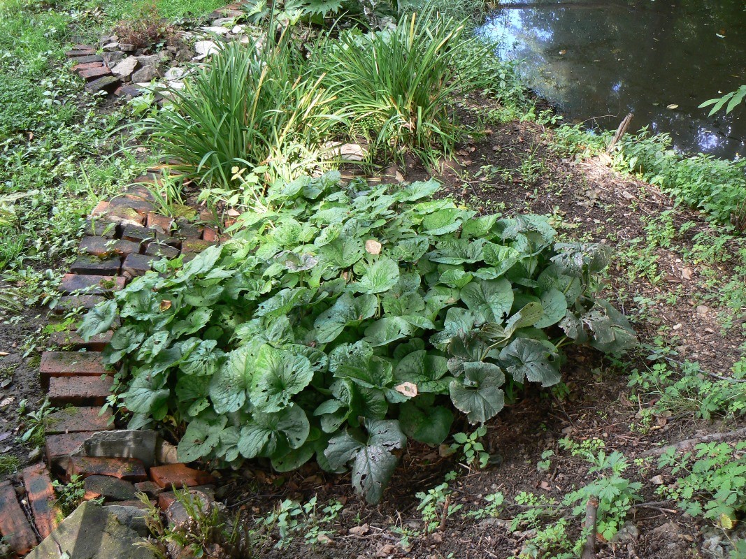 Image of Brunnera macrophylla specimen.