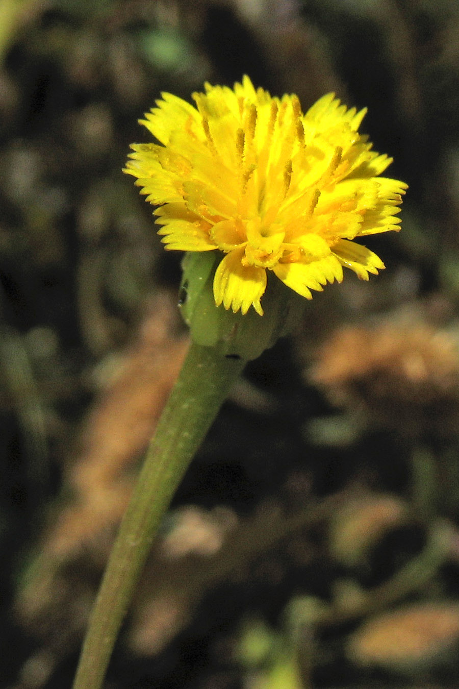 Image of Hedypnois rhagadioloides specimen.