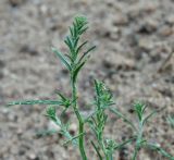 Corispermum algidum