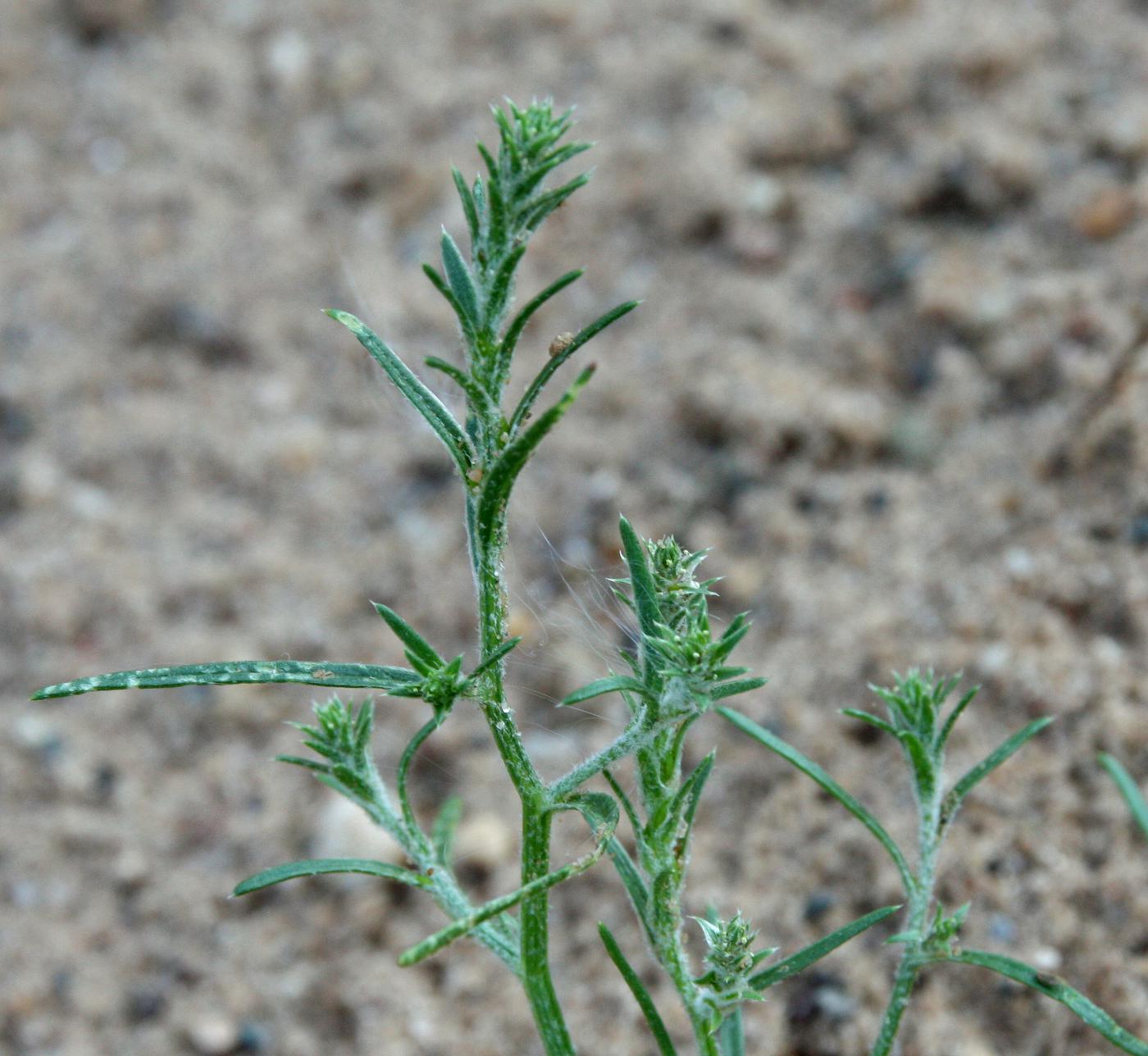 Изображение особи Corispermum algidum.