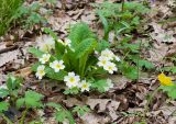 Primula vulgaris. Цветущее растение. Краснодарский край, Крымский р-н, окр. станицы Неберджаевская, ур. Темрючки, буково-грабово-дубовый лес. 13.04.2021.