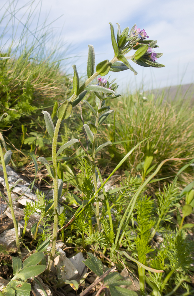 Image of Buglossoides arvensis specimen.