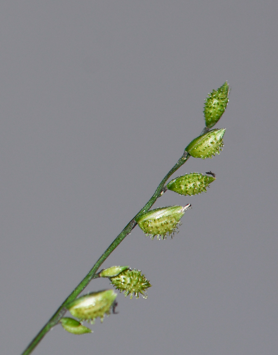 Image of Oplismenus compositus specimen.