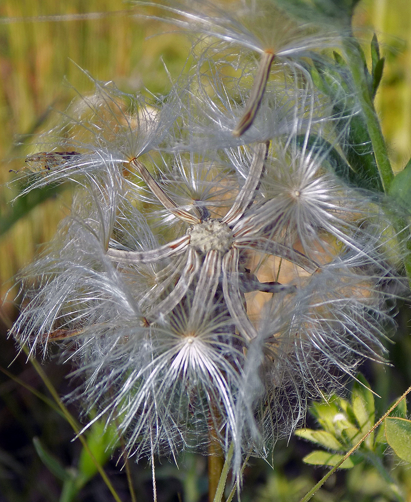 Image of Scorzonera lachnostegia specimen.