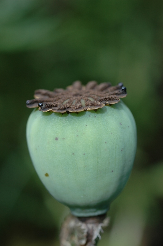 Изображение особи Papaver orientale.