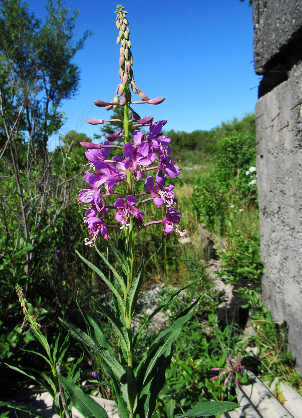 Image of Chamaenerion angustifolium specimen.