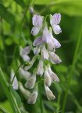 Vicia sylvatica