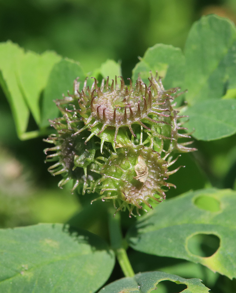 Image of Medicago denticulata specimen.