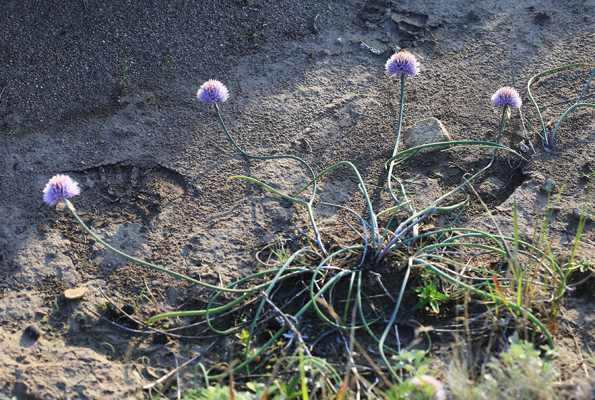 Изображение особи Allium schoenoprasum.