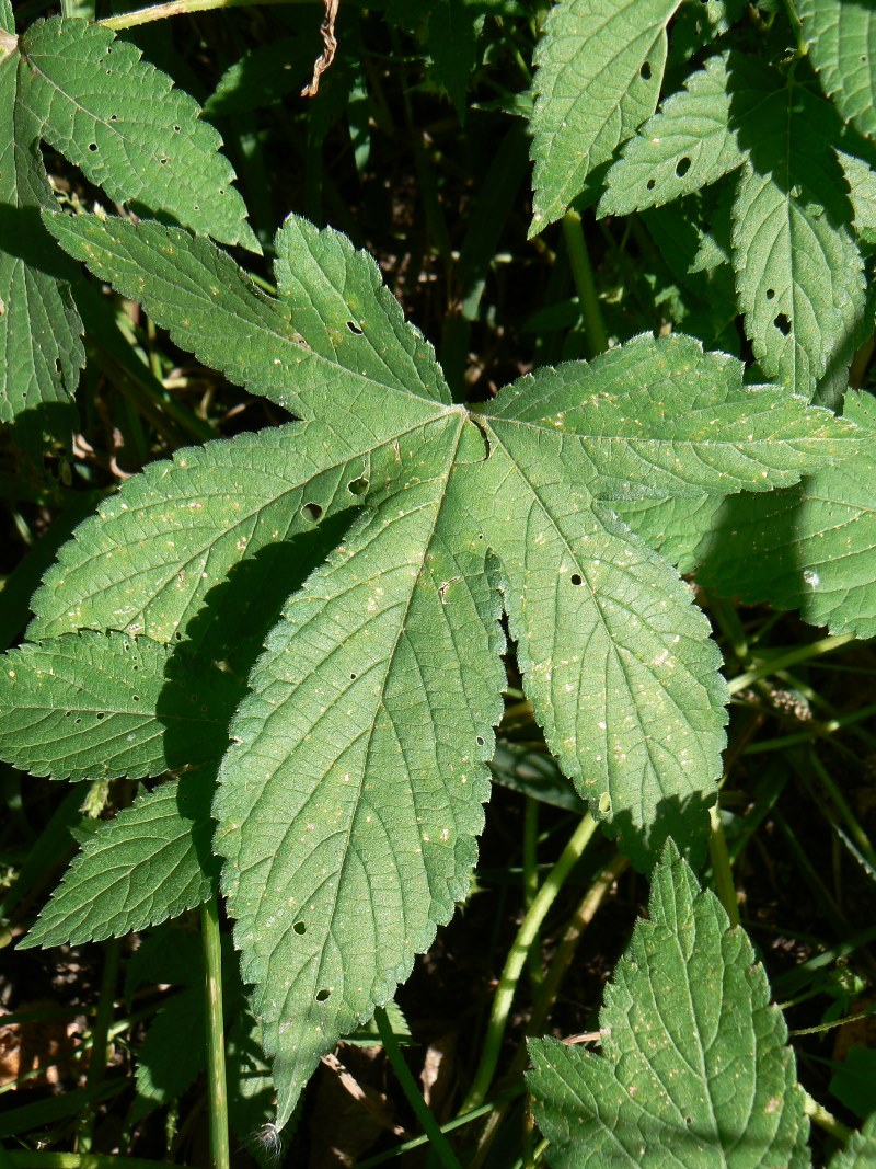 Image of Humulopsis scandens specimen.