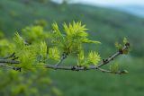 Fraxinus excelsior. Ветвь с молодыми листьями и соцветиями. Краснодарский край, м/о г. Геленджик, хр. Маркотх, склон горы Солдатская. 16.05.2021.