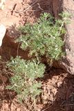 Artemisia tenuisecta