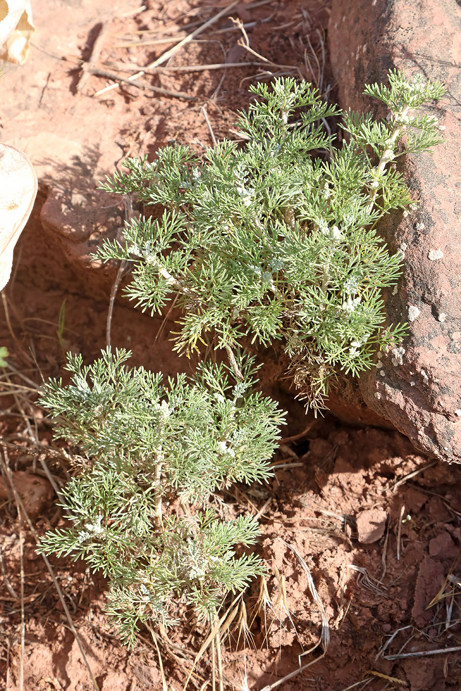 Изображение особи Artemisia tenuisecta.