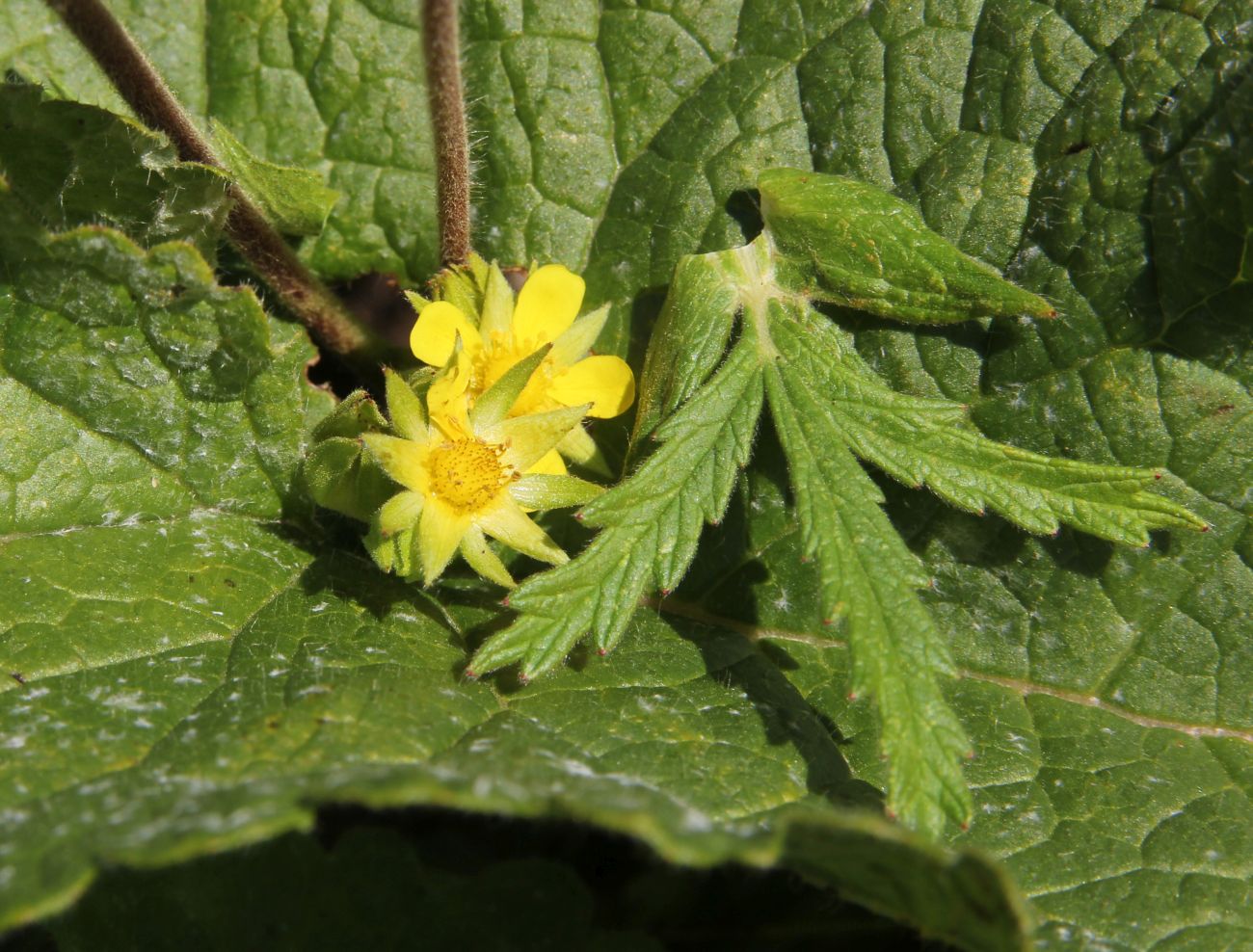 Изображение особи Potentilla longifolia.