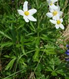 Anemone sylvestris