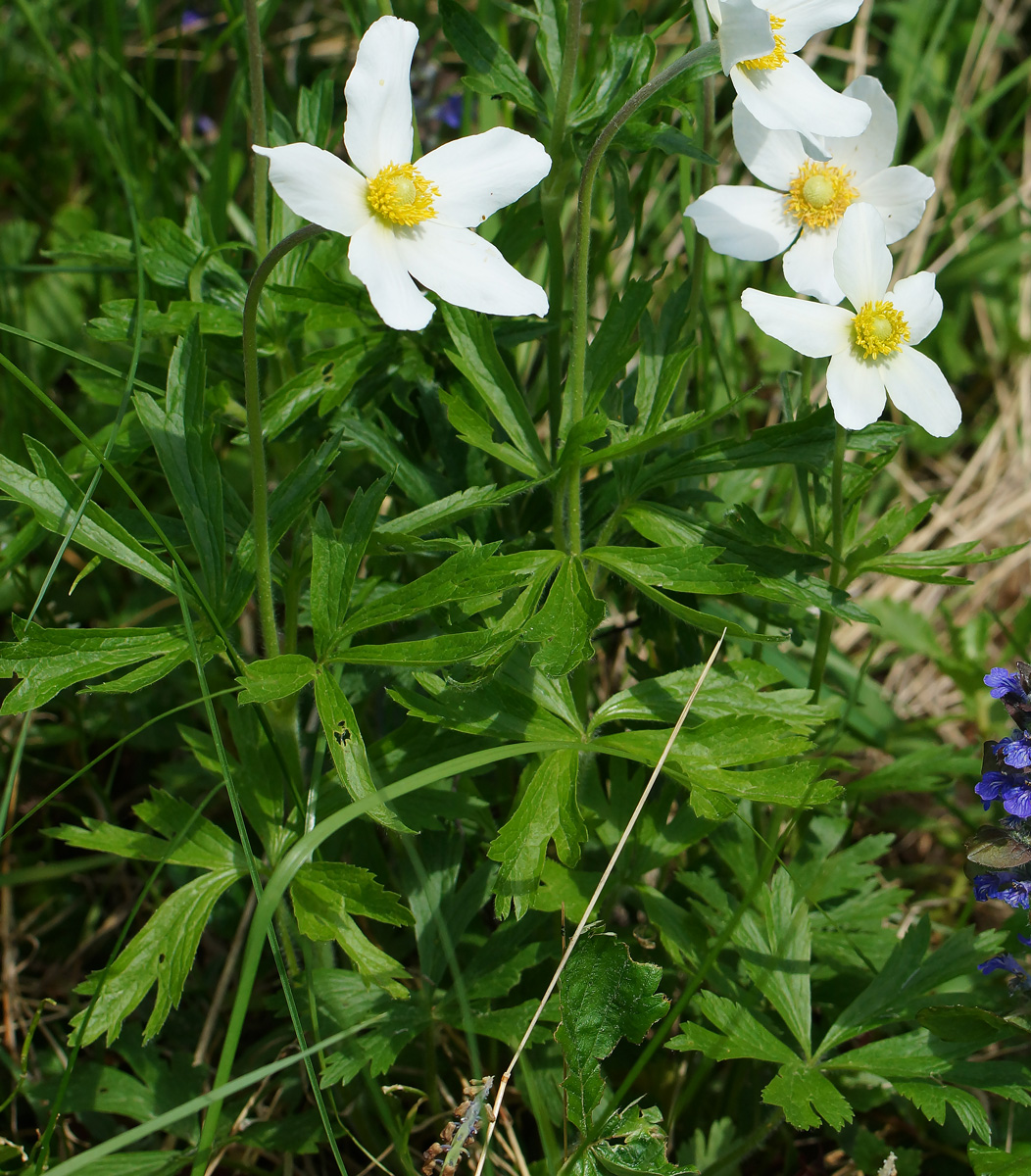 Изображение особи Anemone sylvestris.