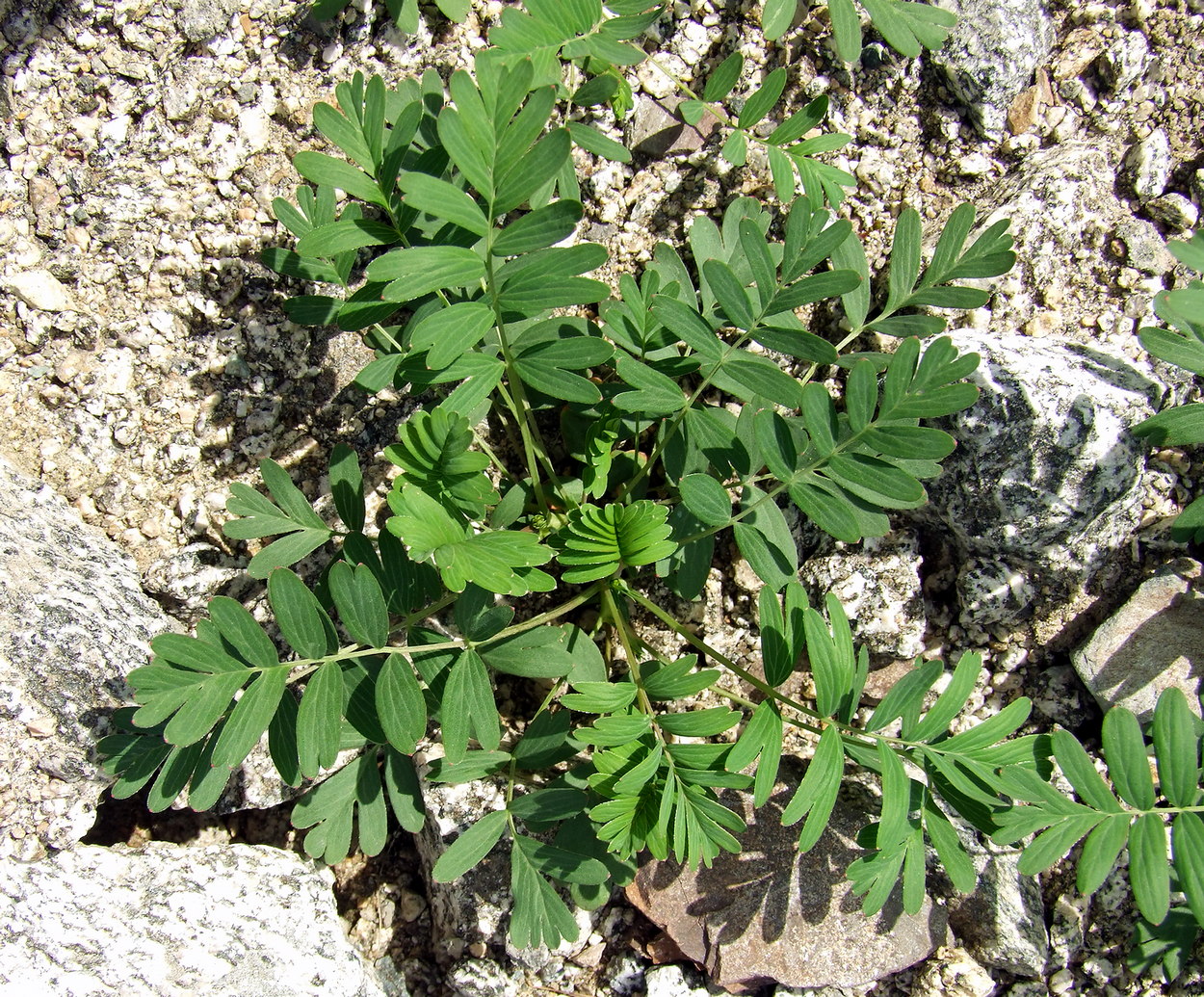 Image of Potentilla semiglabra specimen.