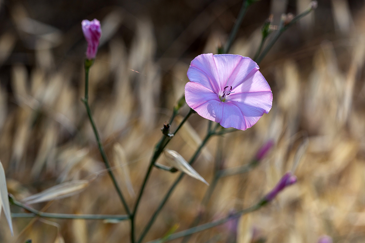 Image of Convolvulus dorycnium specimen.